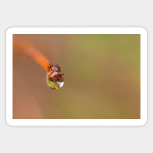 Water droplet on a twig Sticker